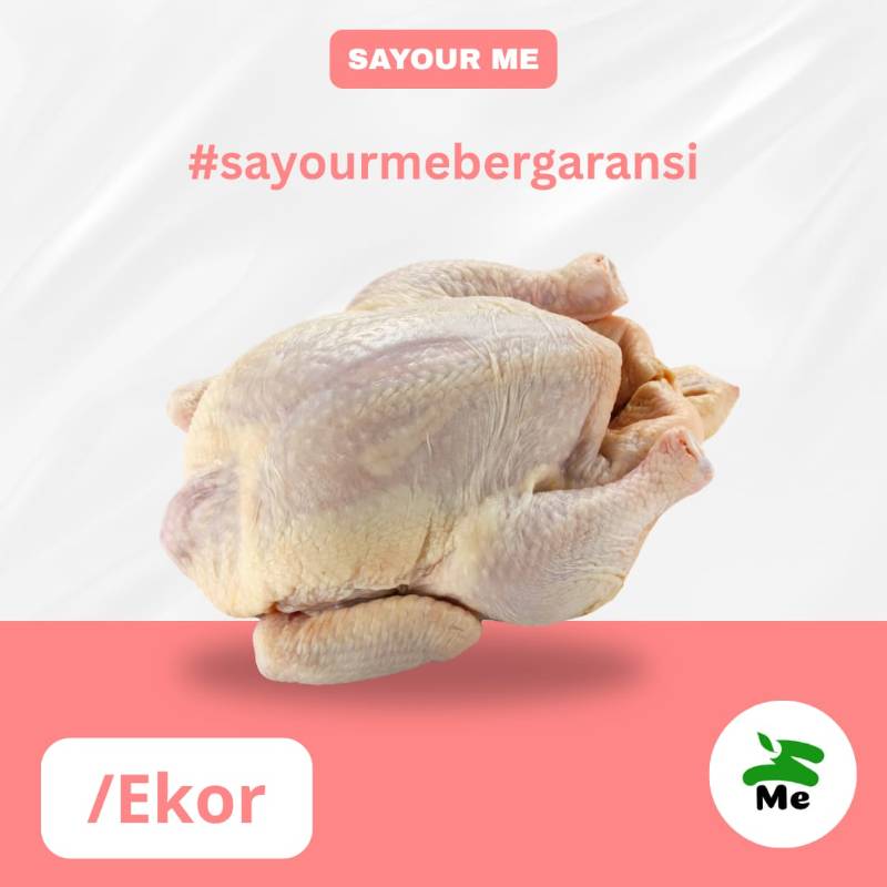 Ayam Merah (Ayam Petelur) [ekor]