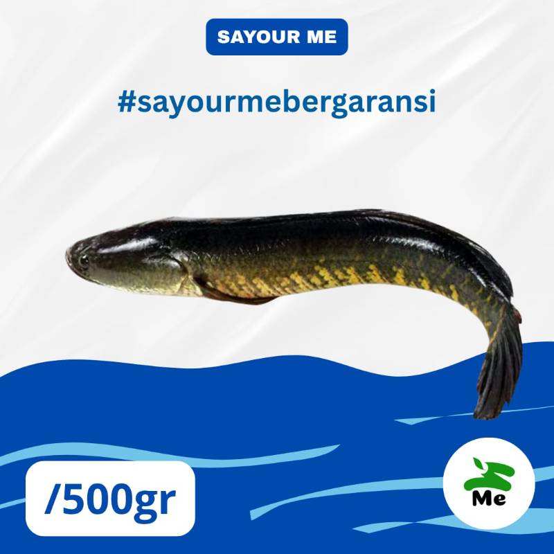 Ikan Gabus [500gr]