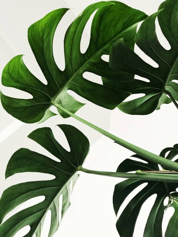 Nature Poster