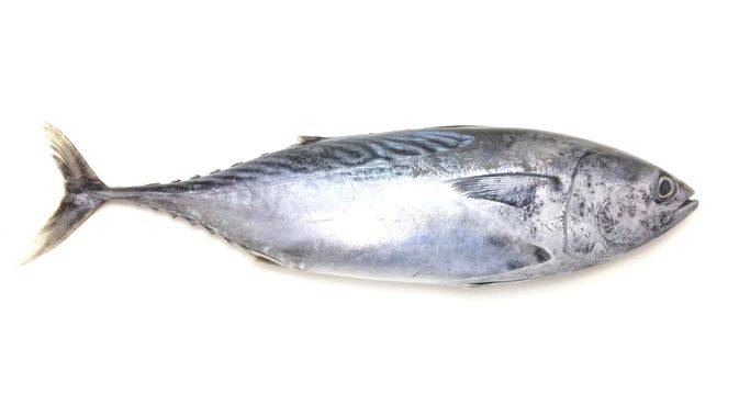 IKAN TONGKOL