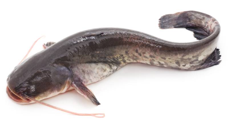 IKAN LELE
