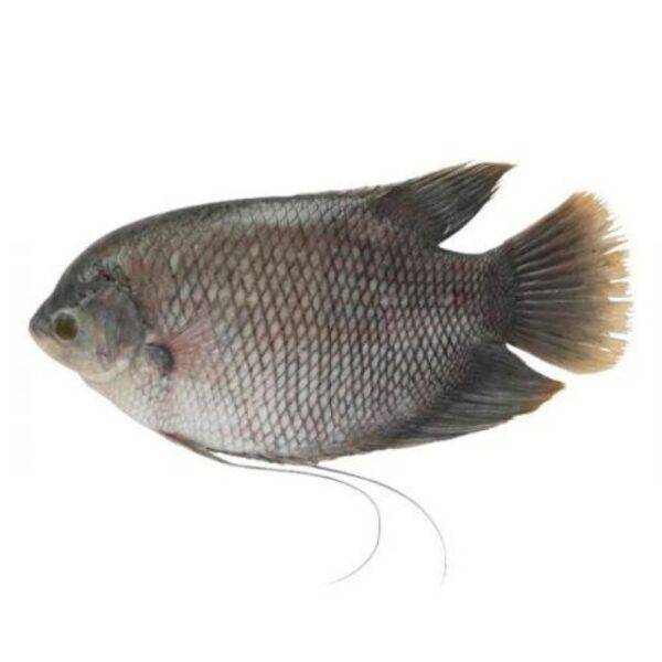 IKAN GURAME