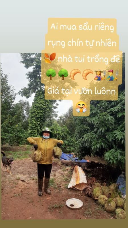 Sầu riêng nhà trồng