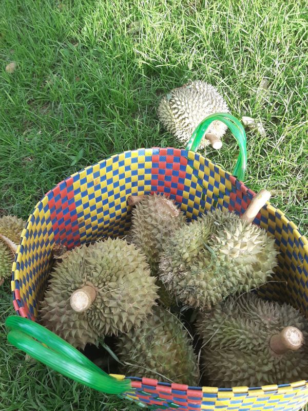 Sầu riêng nhà trồng