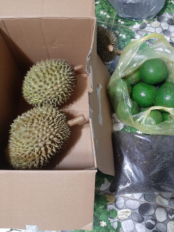 Sầu riêng nhà trồng