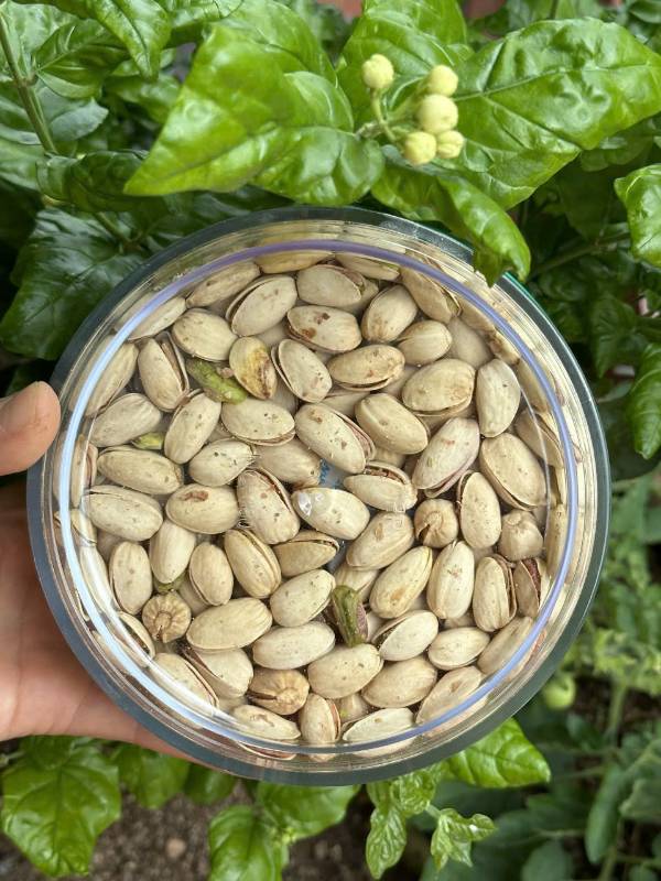 Hạt Dẻ Cười (hộp tròn)