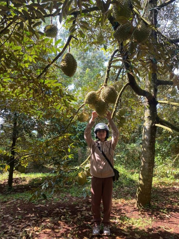 Sầu riêng nhà trồng