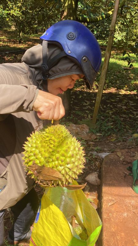 Sầu riêng nhà trồng