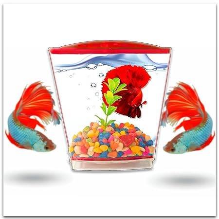 Single Betta House
