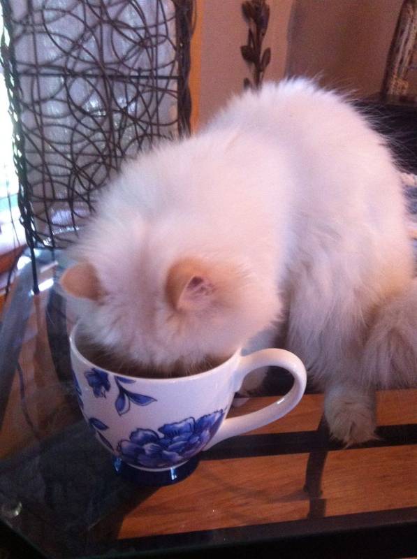 Cat NIp | Catnip Tea