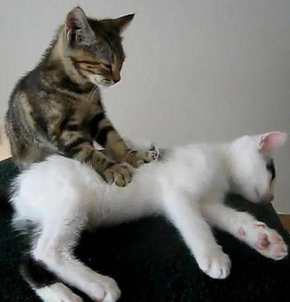 Cat Massages