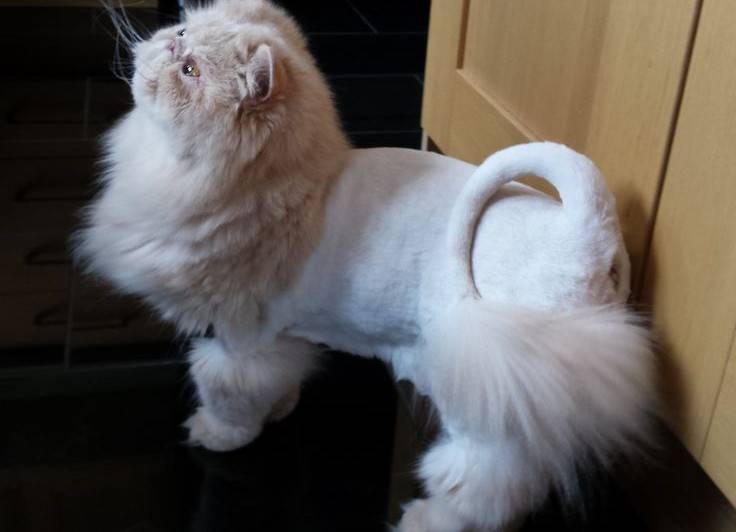 Lion Cut