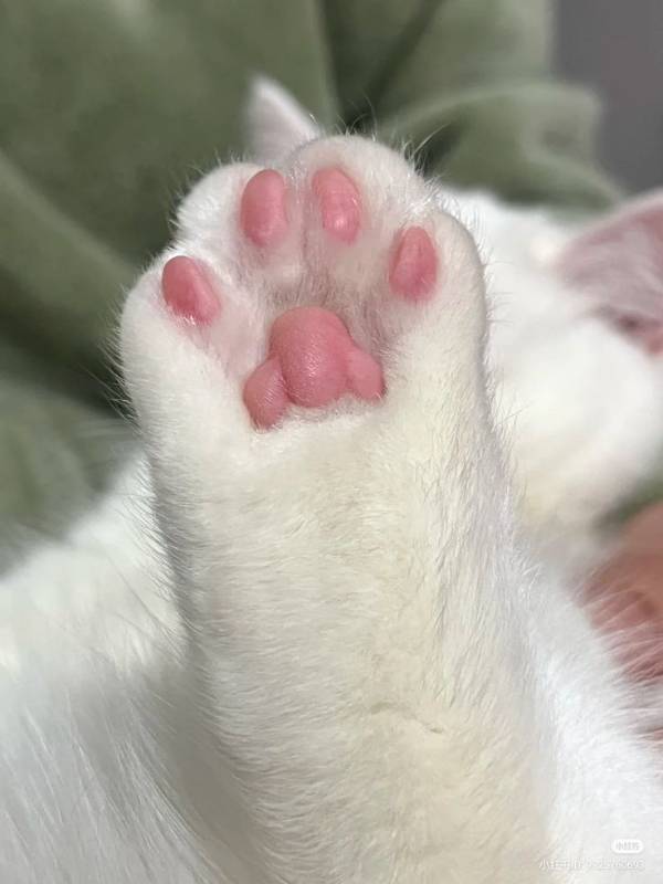 Paw Treatment