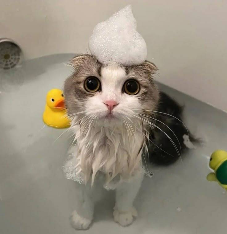 Meowy Makeover