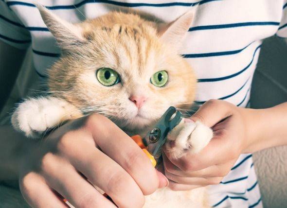 Nail Trimming