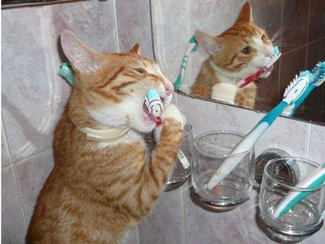 Brush Teeth