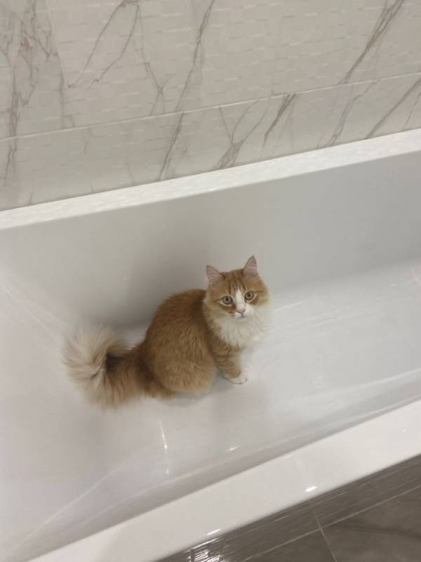 Purr Cleanse