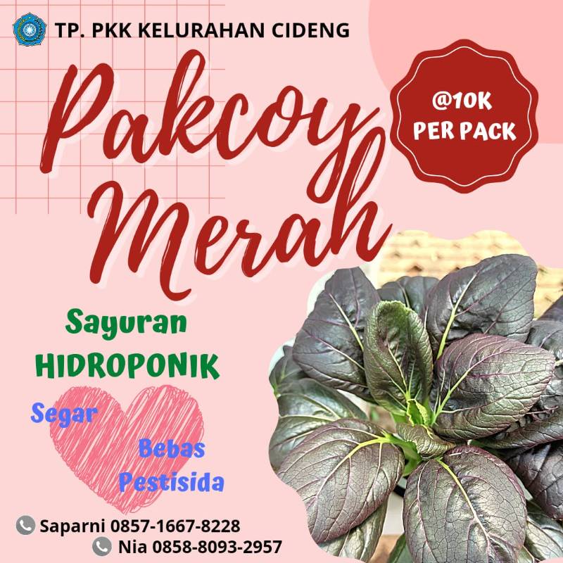 Pakcoy Merah