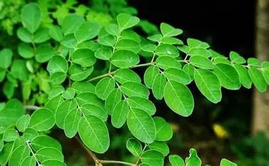 Drumsticks Leaves