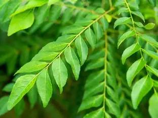 Curry Leaves