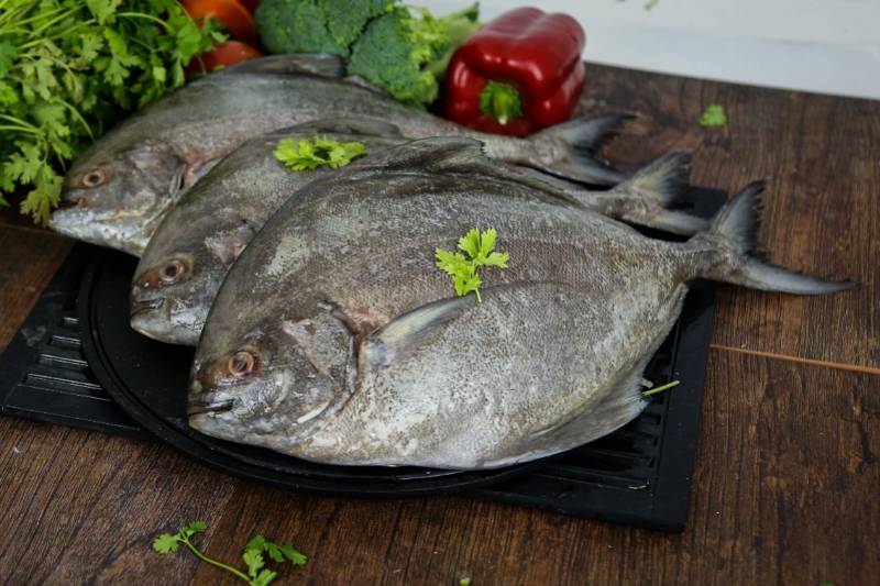 Black Pomfret