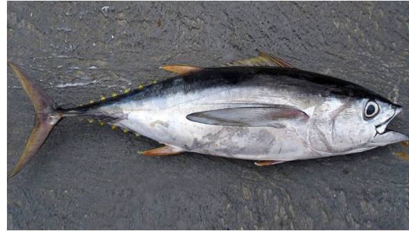 Yellowfin Tuna(kera)
