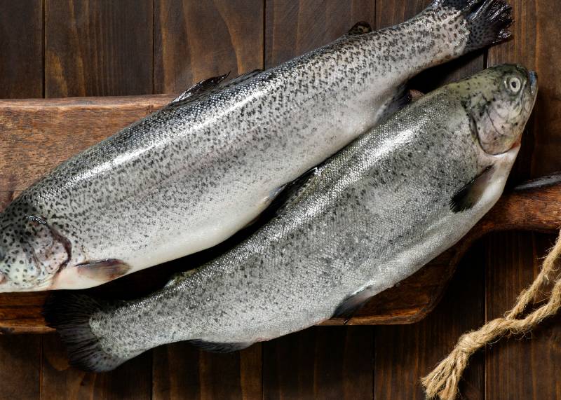 salmon
