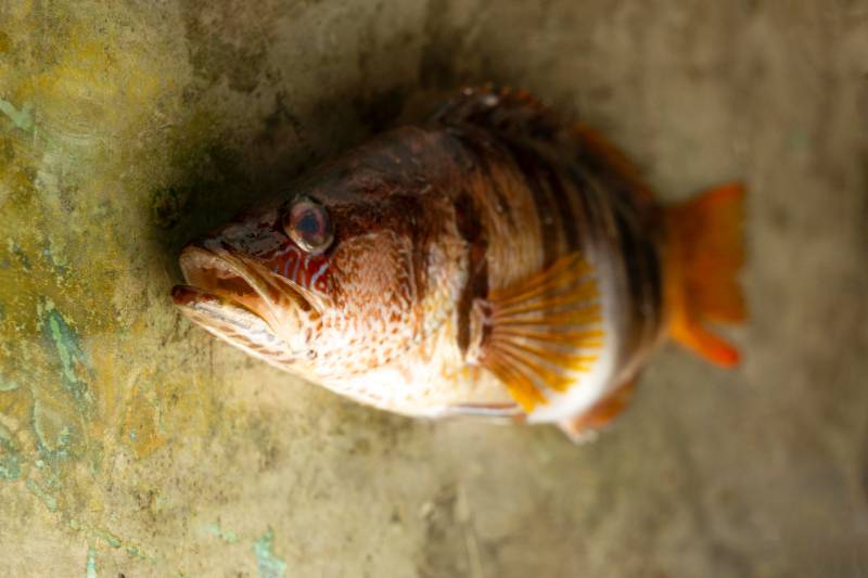 Grouper(hamour)