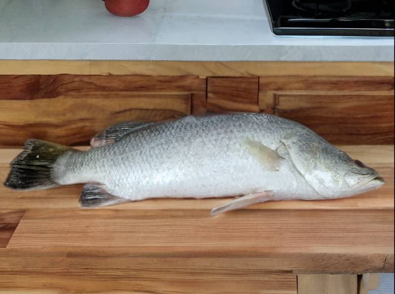 Barramundi/kalanji
