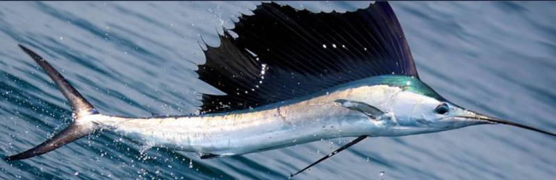 Sail fish( steak)
