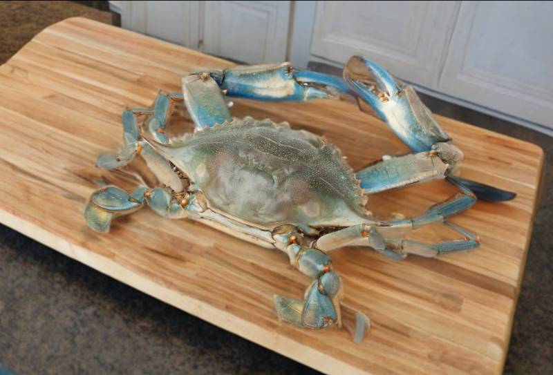 Blue Crab