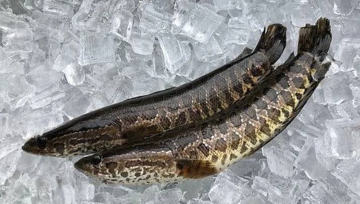 Snake head(Varal)