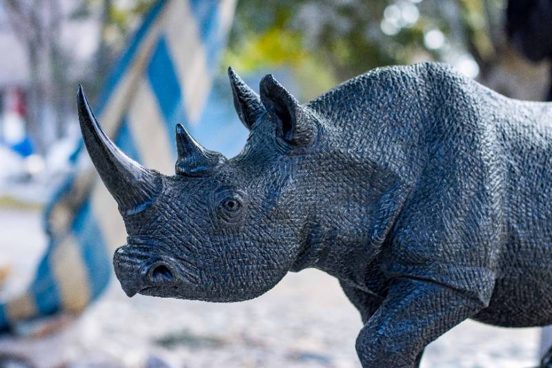 Black Rhino