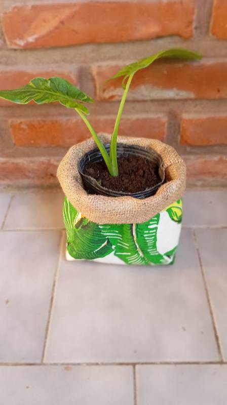 Porta mecetas rustica verde