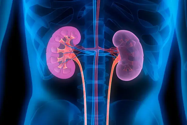 Kidney Function