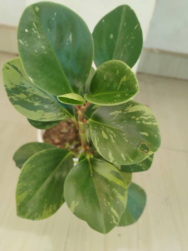 Variegated Peperomia