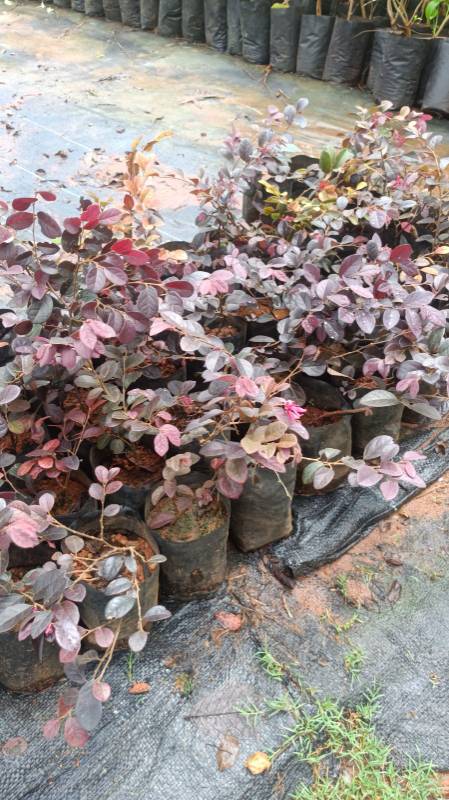 Lorapetalam Plant with pot