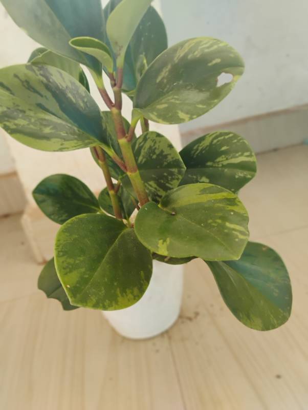 Variegated Peperomia