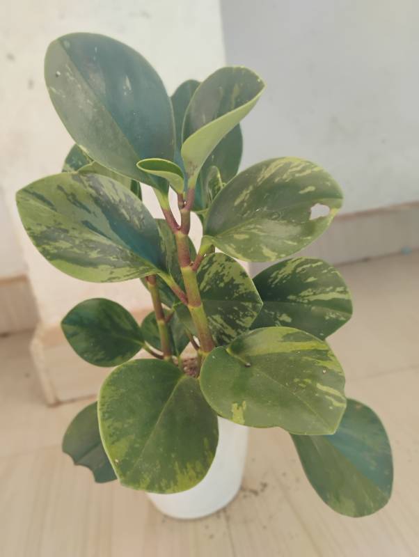 Variegated Peperomia