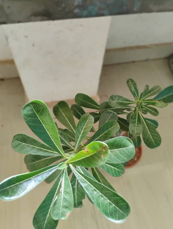 Adenium Plant