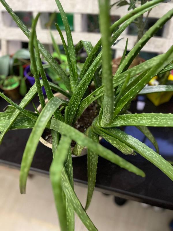 Alovera Plant