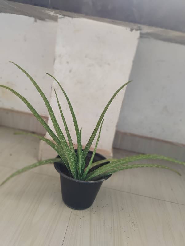 Alovera Plant