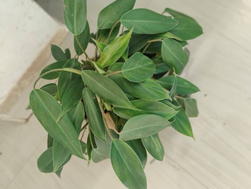 Philodendron Green