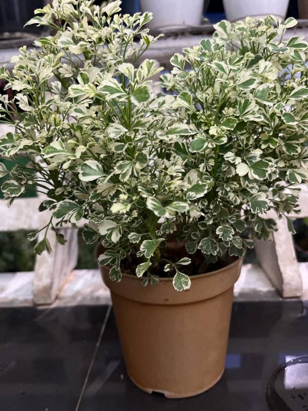 Ball Aralia/Variegated Ming Aralia