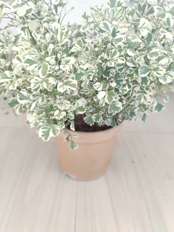 Ball Aralia/Variegated Ming Aralia