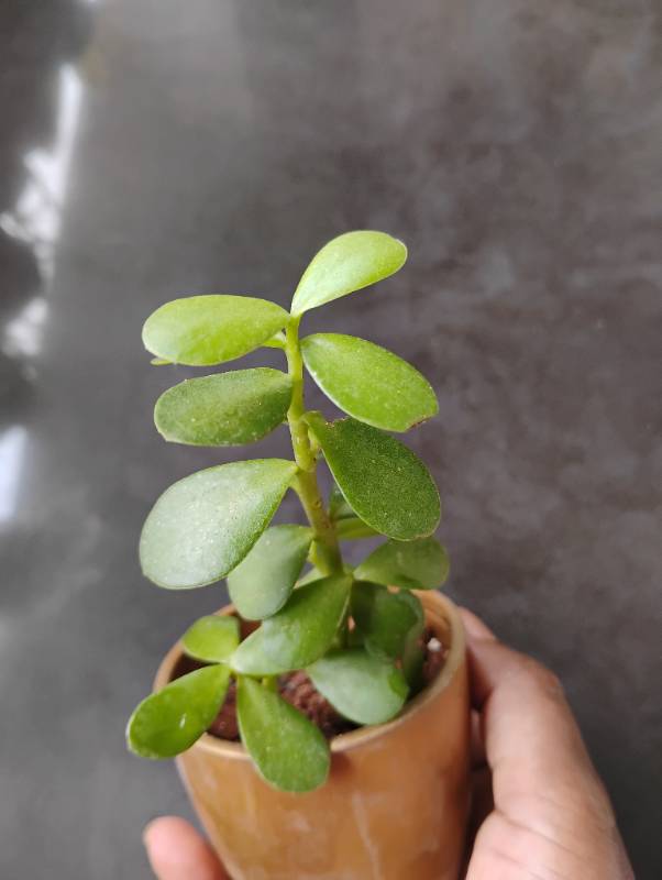 Jade plant