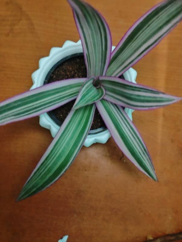 Rheo Tricolour in Designer Pot