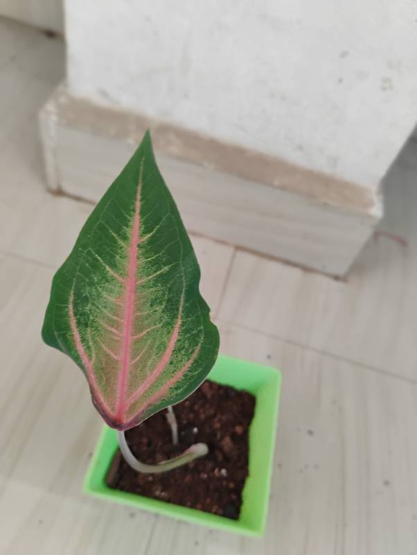 Kaladium bicolour (Red Vein)