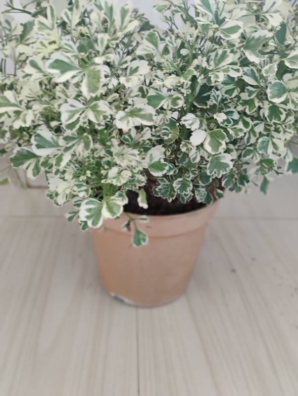 Ball Aralia/Variegated Ming Aralia