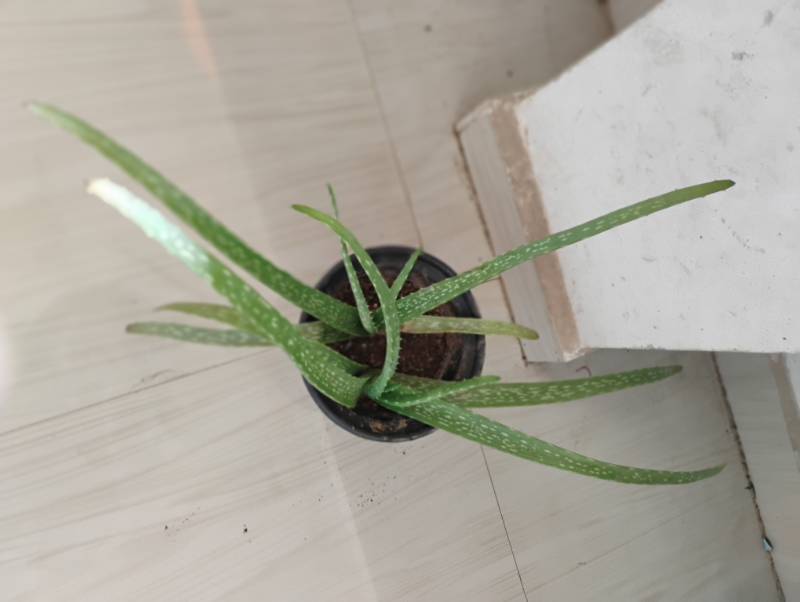 Alovera Plant
